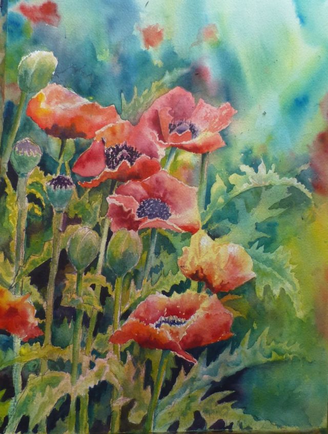 Oriental Poppies flowers, buds and seedheads - Floral Watercolour Paintings