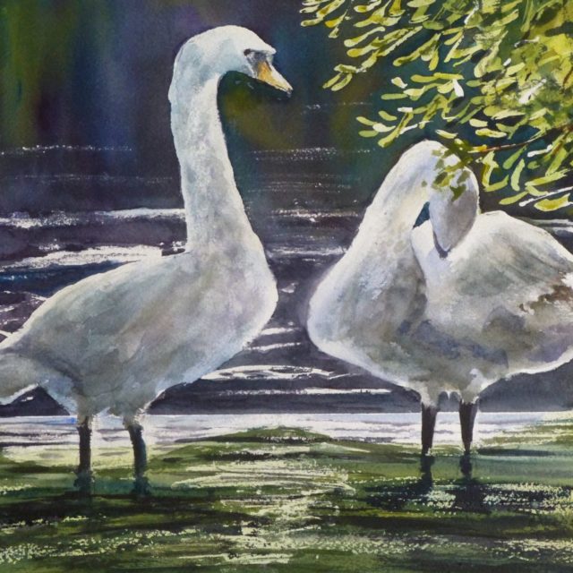 On the Weir two swans standing on a waterfall in sunlight and preening - Watercolour Painting