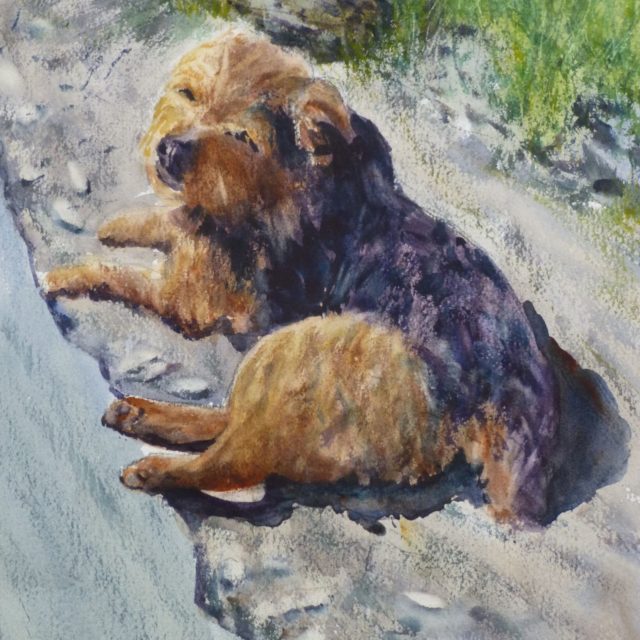 Awaiting Some Attention Yorkshire terrier lying by side of road - Watercolour Painting of Dogs