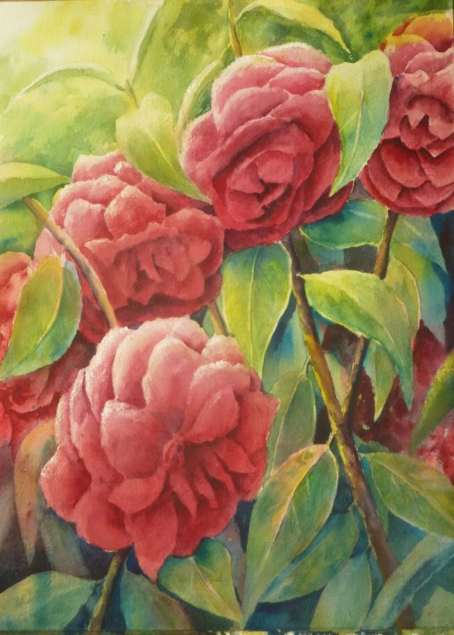 A floral watercolour painting of Camellia Japonica flowers amid verdant greenery and branches with spring light coming from above.