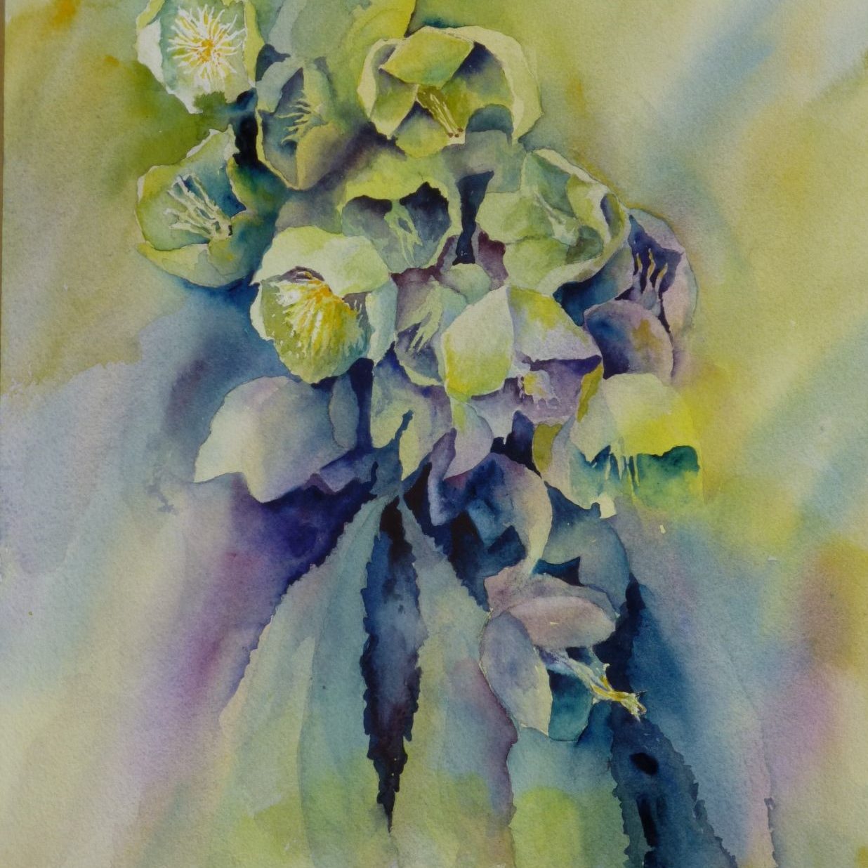 Hellebore flowers and foliage in loose style. Floral Watercolour painting