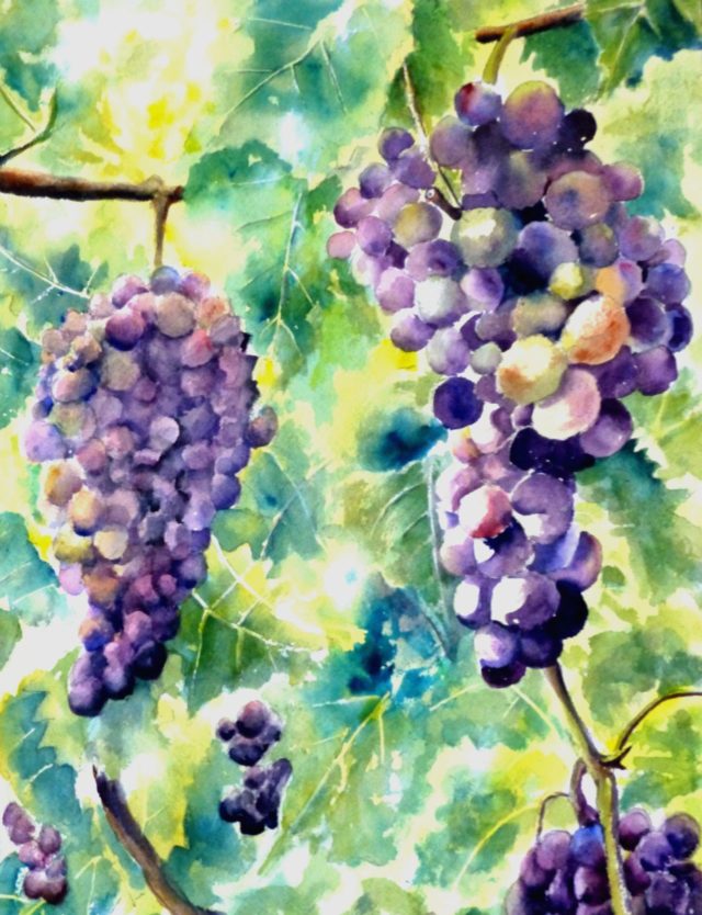 A watercolour painting of bunches of grapes and vine leaves in sunlight