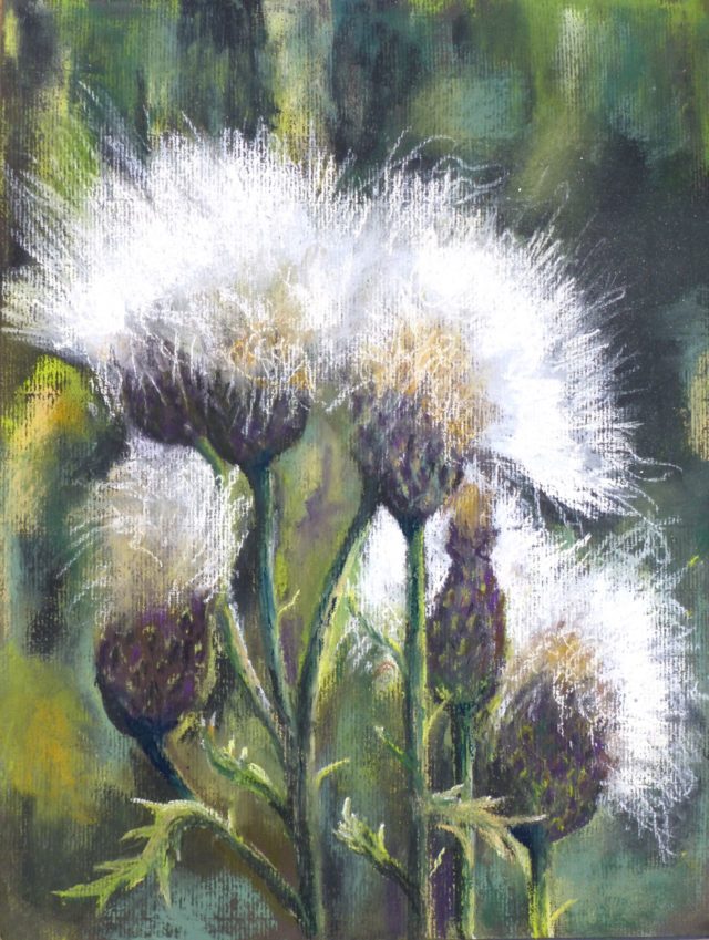 A pastel painting of thistle seed heads, stalks and foliage in the sun - pastel painting