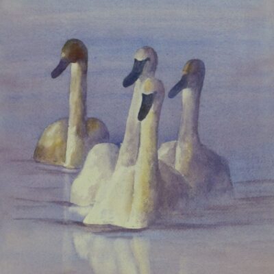 Family of Swans - watercolour painting Family of Swans swimming - watercolour painting