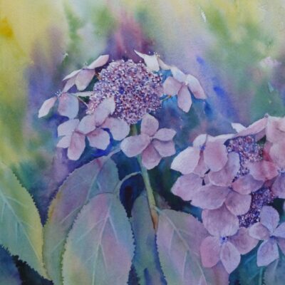Hydrangea flower. Watercolour painting Hydrangea flower and foliage. Floral Watercolour painting