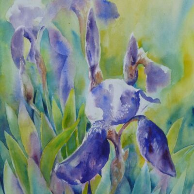 Iris Flowers in sunlight - Watercolour painting
