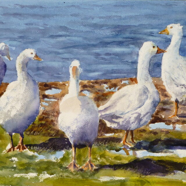 A watercolour painting of five white geese by the river, wandering over the muddy banks in different directions
