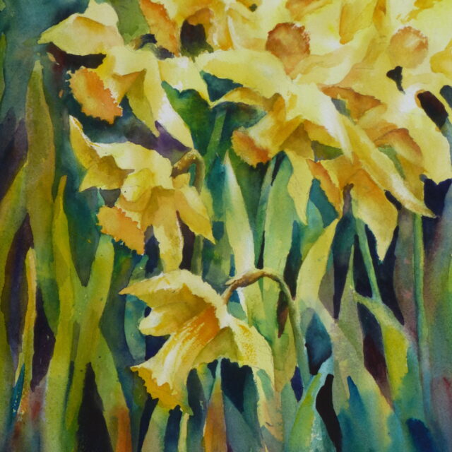 A watercolour painting of a compact cluster of daffodils as if bursting onto the page, portraying the surge of springtime.