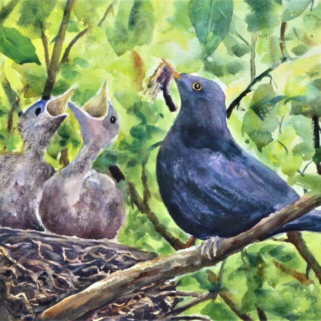 Feed Me, a watercolour painting of a male blackbird bringing worms and bugs to two chicks with their beaks open in the nest
