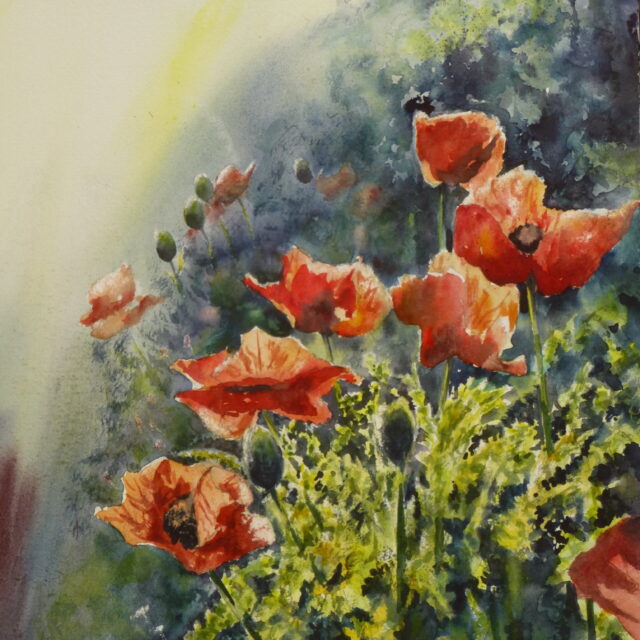 A watercolour painting of red oriental poppies and their spikey green leaves illuminated by a low setting sun and set off against a dark background.