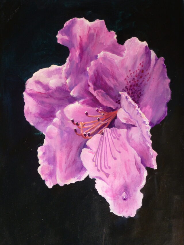 An acrylic painting of a single pink rhododendron flower in light with shadows and a water droplet on the petal against a dark background.
