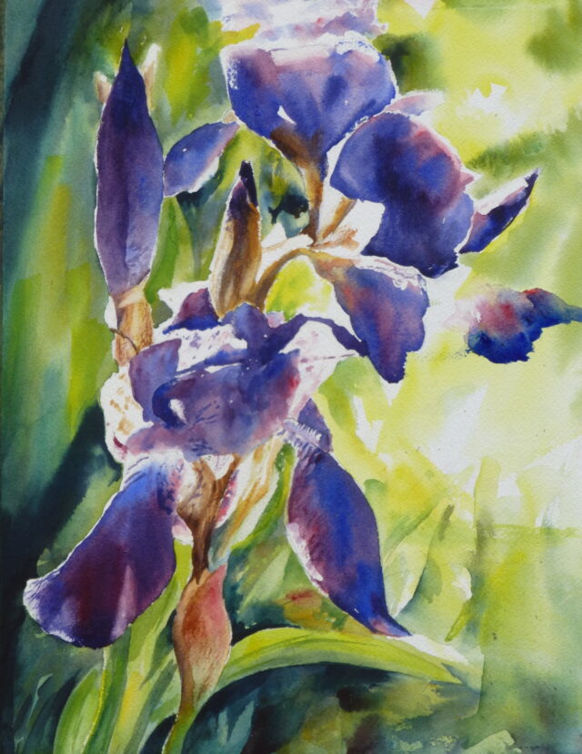 A watercolour painting of irises flowering in bright sunshine with the light picking out outlines of the petals and the yellowish leaves complementing the purple of the flowers.