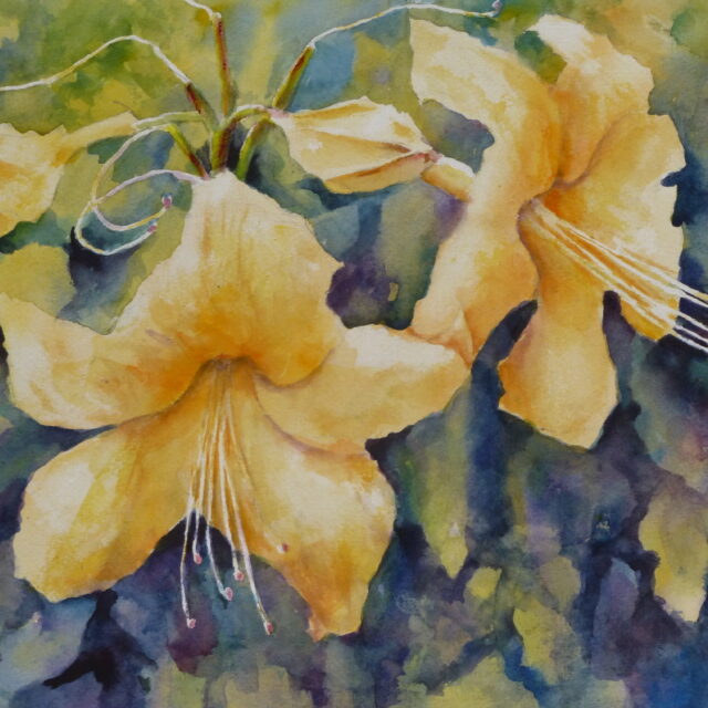 A watercolour painting of a group of yellow/orange azalea flowers on the bush in various stages. Two are in full flower, one is in bud and another is past the flowering stage. The flowers are against an abstract mass of leaves echoing and complementing the colour of the flowers.