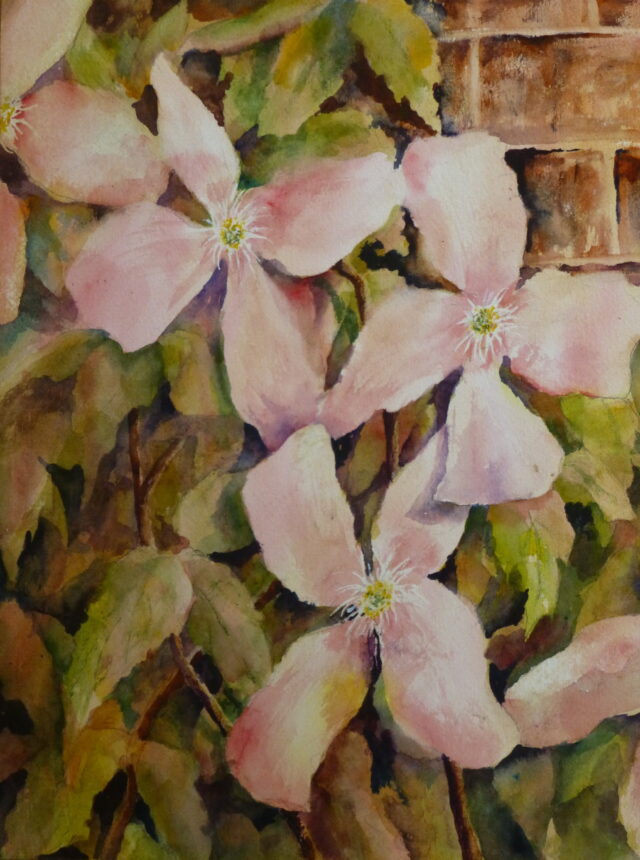A watercolour painting of a Clematis climbing a wall in the sunlight with sunlight on the petals and floiage and bricks visible.