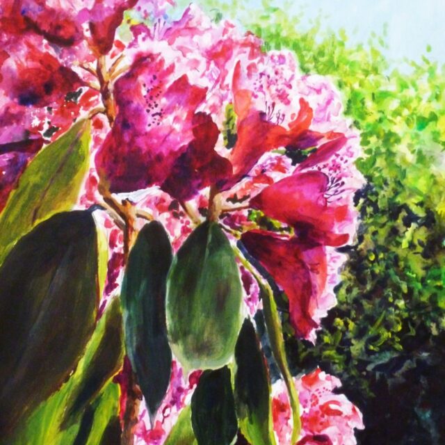 An acrylic painting of flowering red Rhododendrons in full sunlight with contrasting areas of light and shade.