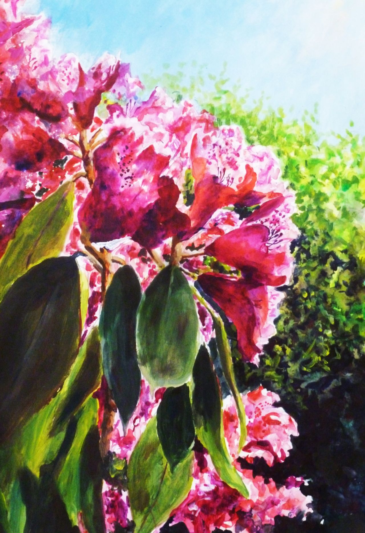 An acrylic painting of flowering red Rhododendrons in full sunlight with contrasting areas of light and shade.